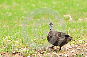 Birds of South Australia, Linear Park Paradise