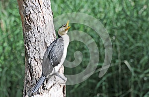 Birds of South Australia, Linear Park Paradise