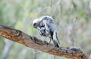 Birds of South Australia, Linear Park Paradise