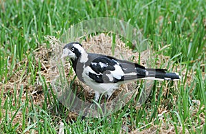 Birds of South Australia, Linear Park Paradise