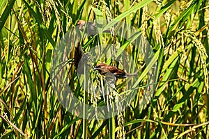 Birds sparrow are eating rice in the field