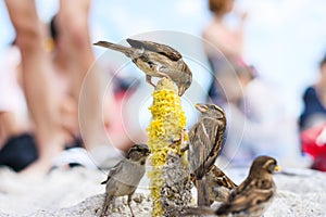 Birds of sparrows eat corn plant seeds on a sunny beach. Garbage was thrown out by people