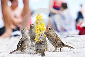 Birds of sparrows eat corn plant seeds on a sunny beach. Garbage was thrown out by people