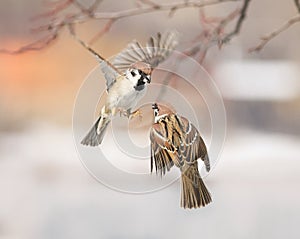 Birds sparrows flitting in the air and arguing in the Park photo