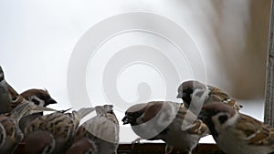 Birds sparrows pecking seeds in the winter at the feeder. Close-up.