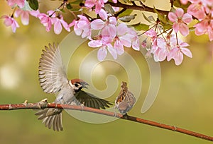 Birds sparrows sit in the spring sunny blooming on the branches of an apple tree with pink flowers