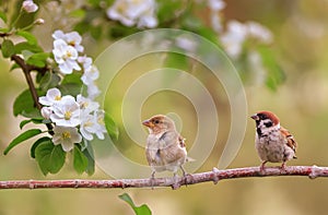 Birds sparrows sit in the spring sunny blooming on the branches of an apple tree with white flowers