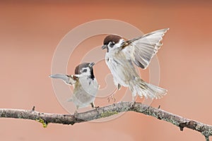 Birds sparrows photo