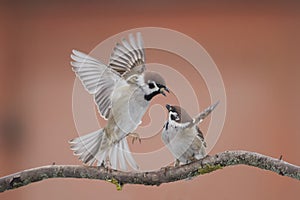 Birdwatching passeri 