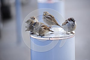 Birds sparrows winter defenseless hungry bird sparrow sit warm day