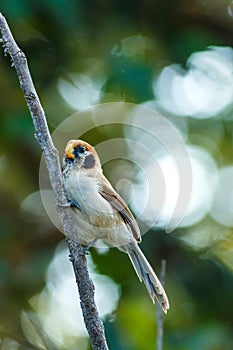 Birds,Spot-Breasted Parrotbill - Birds of Doi Sun Juh, Chiang Mai,Thailand.