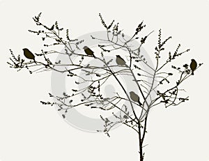 Birds on the spring tree