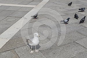 Birds on Square of San Marco, Venice. photo