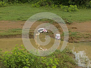 Birds in Srilanka photo