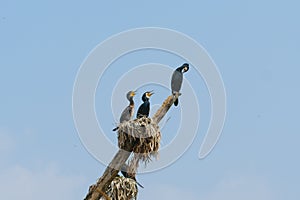 Birds standing on the dead tree, India