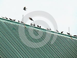 Birds standing in a row on the roof, pigeons often live together in a group.