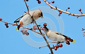 Birds of the steppes