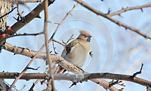Birds of the steppes