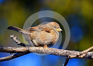 Birds of the steppes
