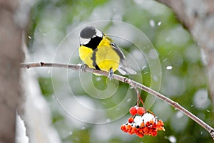 Birds of the steppes