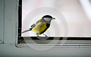 Birds of the steppes