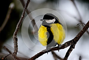 Birds of the steppes