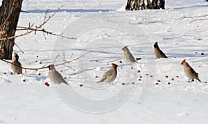 Birds of the steppes