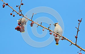 Birds of the steppes