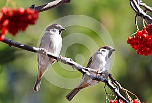 Birds of the steppes