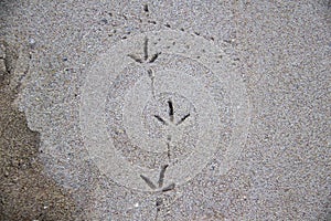 Birds steps in sand, footprints on sand surface, summer background