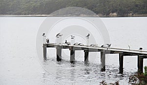 Birds on Stingaree Bay jetty, Tasmania, Australia