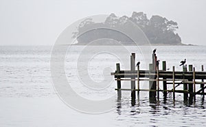 Birds on Stingaree Bay jetty, Tasmania, Australia