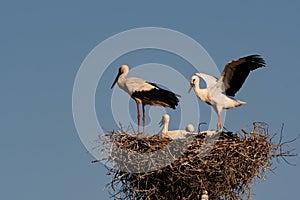 Birds Stork on nest against blue sky, white storks stands