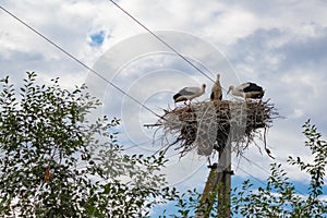 Birds storks in the nest on the electric pole