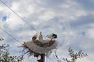 Birds storks in the nest on the electric pole