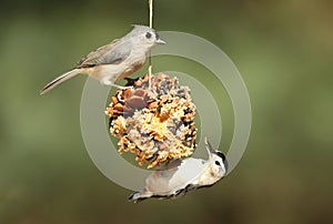 Birds On A Suet Feeder