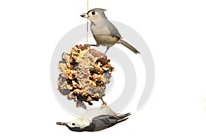 Birds On A Suet Feeder on white