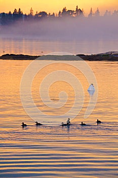 Birds in the Sunset