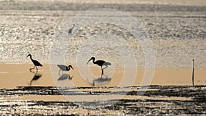 Birds, Sunset, San Carlos Bay, Bunche Beach Preserve, Florida photo