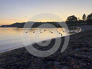 Birds and sunset at the sea at the evning