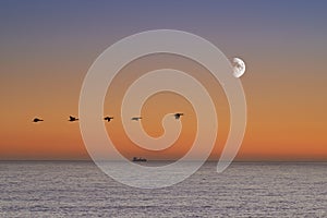 Birds, sunset and sea at morning on the horizon with ocean and waves landscape. Sunrise background, calm weather and