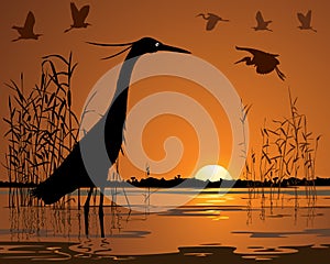 Birds in sunset swamp illustration