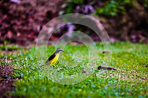 Birds in Surinam