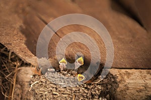 Birds, Swallow mom feeding young baby birds in urban area