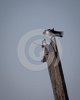 Birds Swallow, Reelfoot Lake State Park, Tennessee during winter