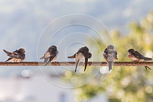 Birds (Swallows) on a crossbar