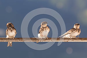 Birds (Swallows) on a crossbar