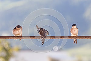 Birds (Swallows) on a crossbar