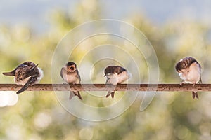 Birds (Swallows) on a crossbar