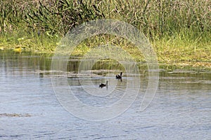 birds of the swamp in Florida